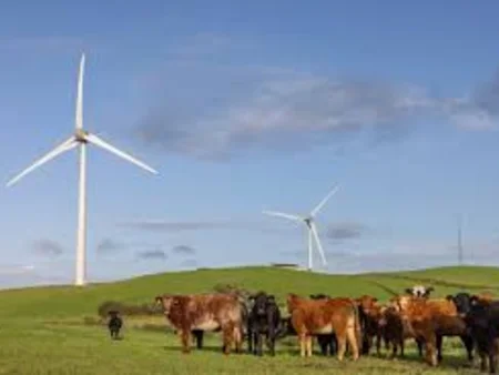 A field with wind turbines and some black and brown cows to the bottom right at Altamuskin Windfarm energia 