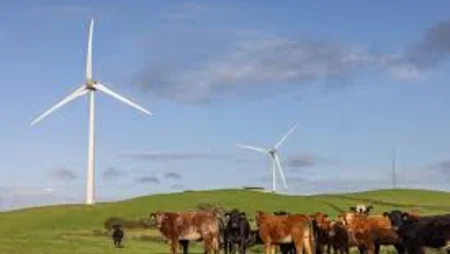 A field with wind turbines and some black and brown cows to the bottom right at Altamuskin Windfarm energia 